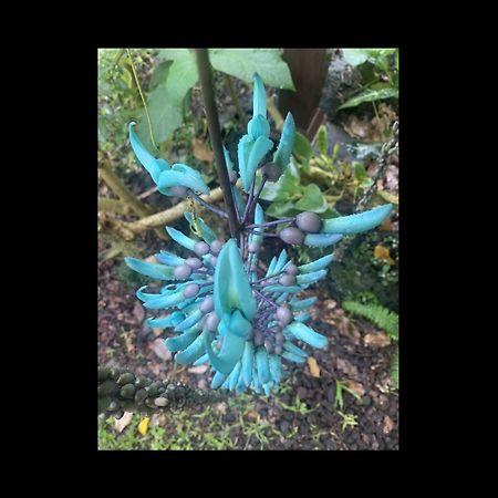 Phoenix Garden Pahoa Экстерьер фото