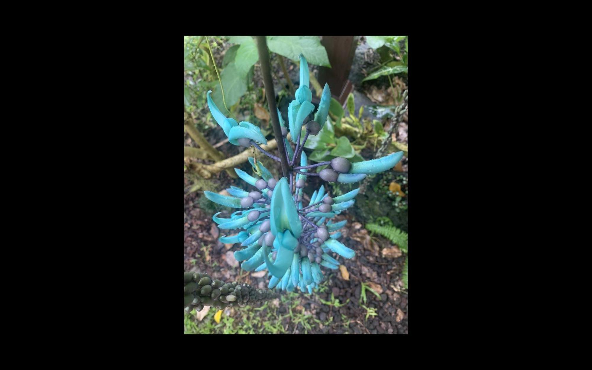 Phoenix Garden Pahoa Экстерьер фото